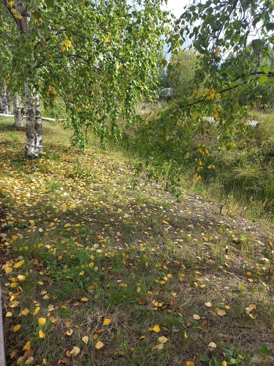 Осень приходит в Архангельскую область 🍂