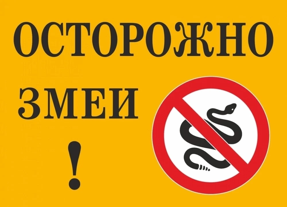 Осторожно, змея ! 🐍