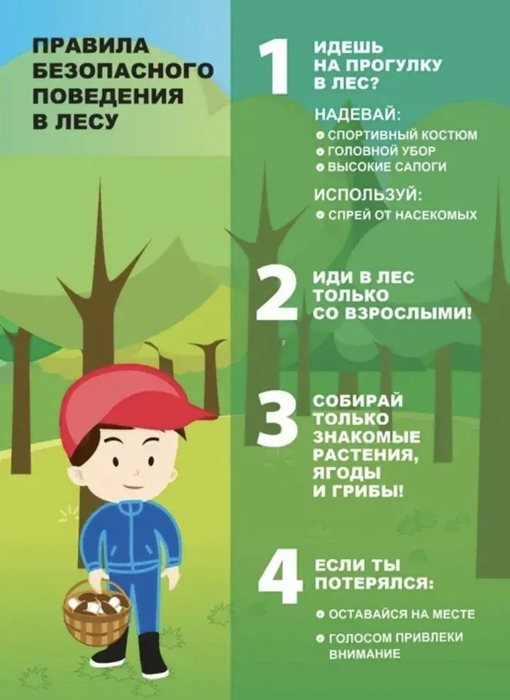 Правила поведения в лесу. 🌳