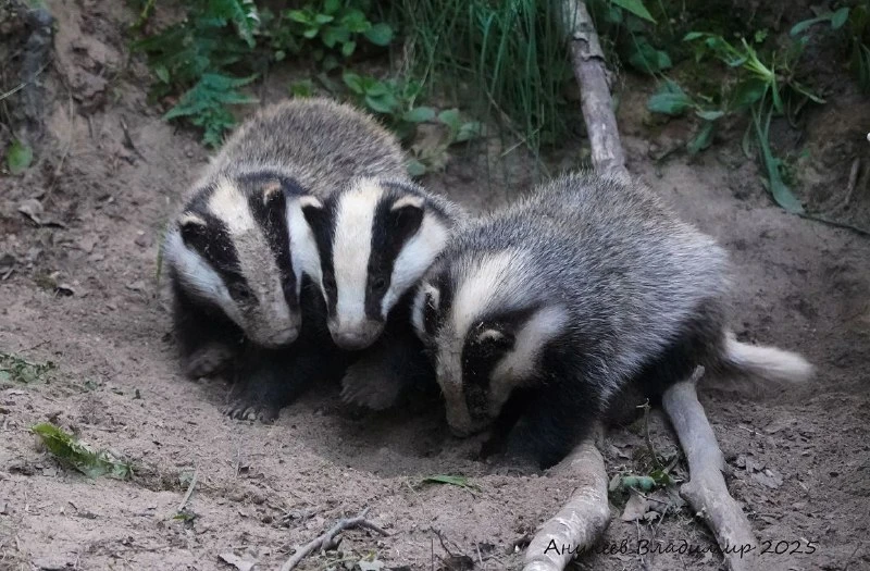 🦡 МОЛОДЫЕ БАРСУКИ