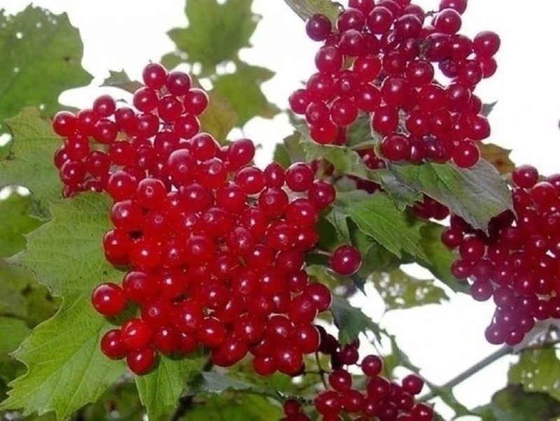 ​‍Польза калины