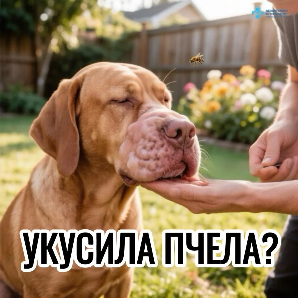 Что делать, если собаку или кошку укусила пчела? 🐝