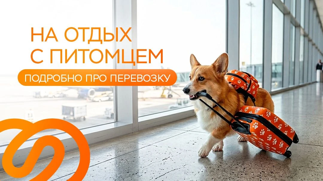 Напоминаем, как подготовиться к путешествию с домашним питомцем, чтобы оно прошло макси...