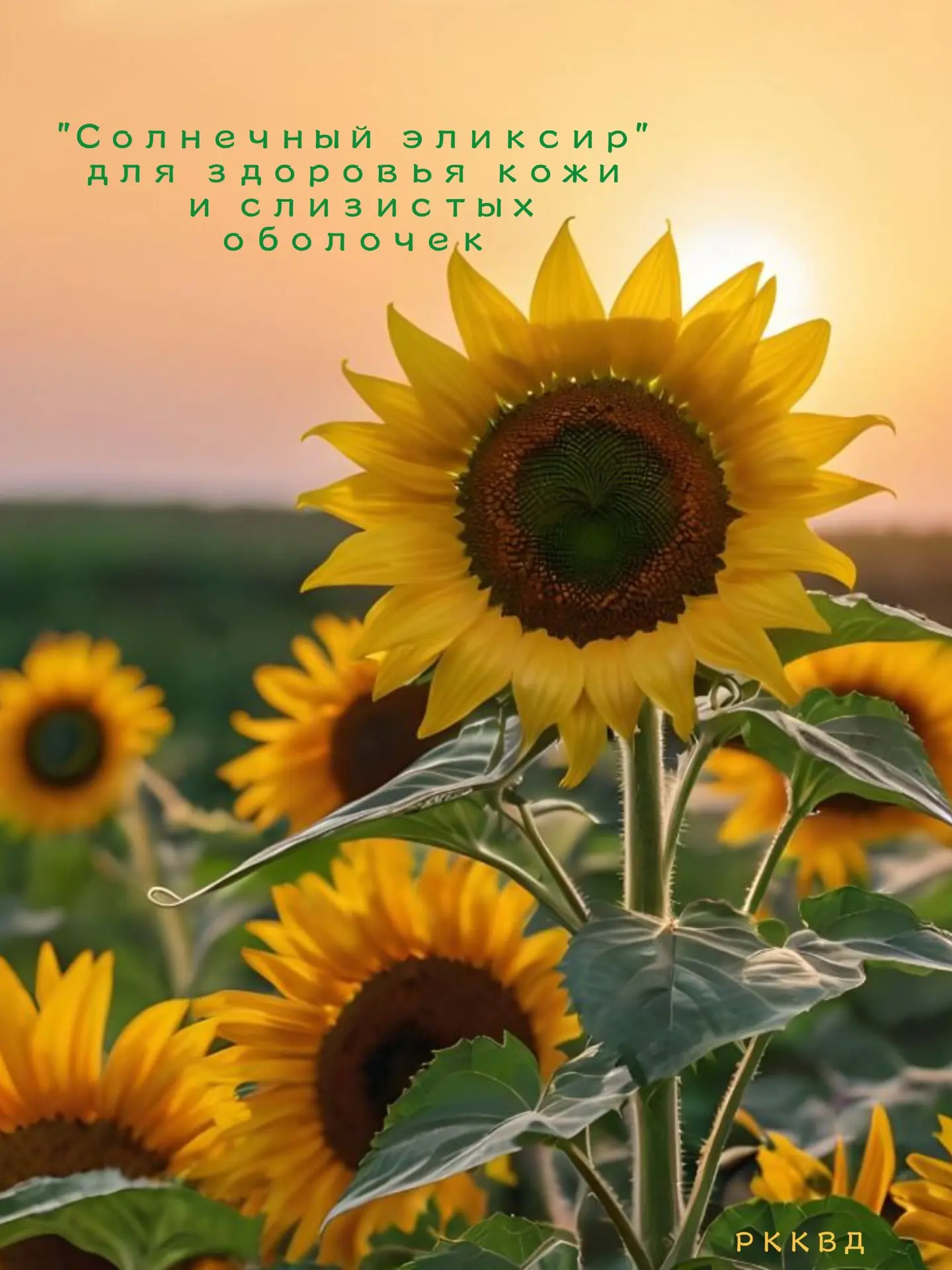 Наши любимые подсолнушки - настоящая фабрика красоты!🌼😉🌼