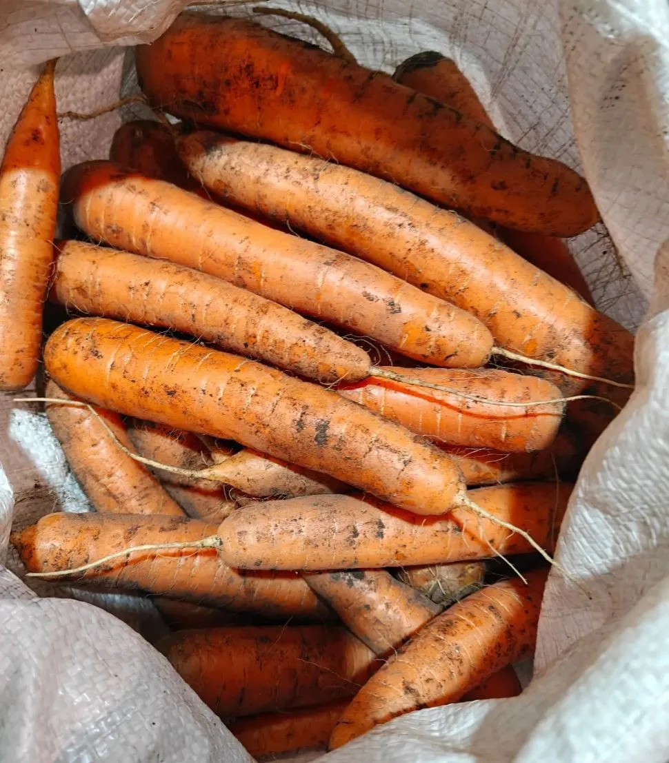 Продам морковь, цена 150 руб./кг. Самовывоз п. Рудник Кадала. 89144539226