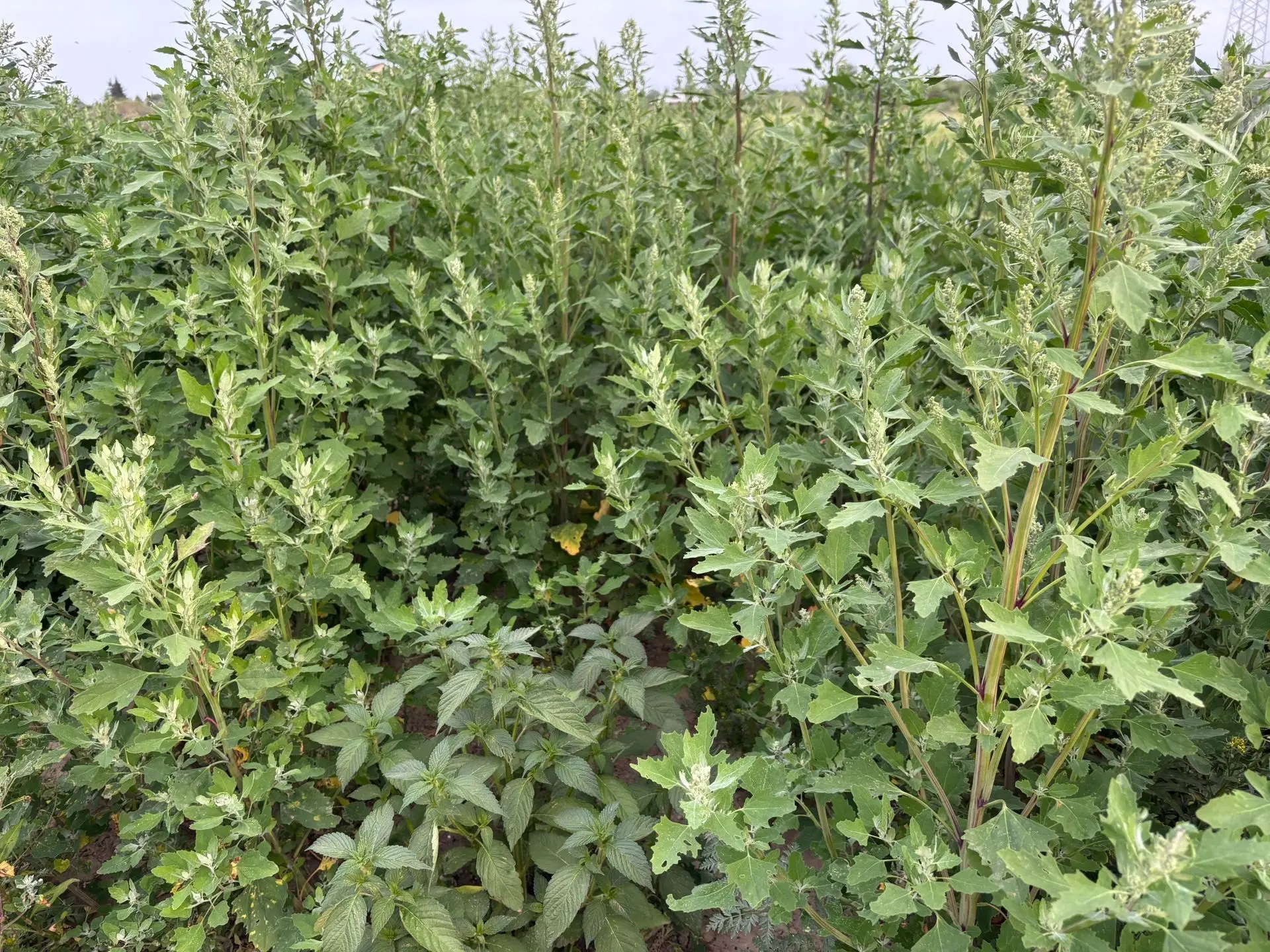 🌾 74 гектара сельхозземли в Братском районе заросли кустарником и сорняками. За это ар...