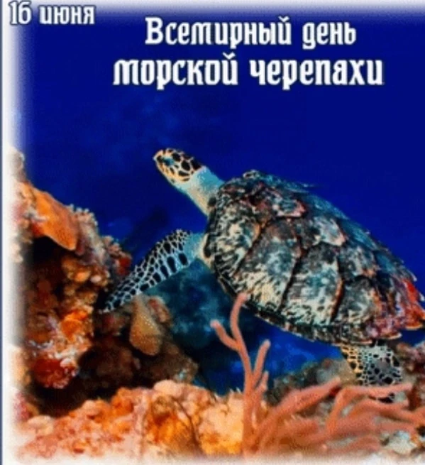 «Всемирный день морской черепахи»

🐢Всемирный день морской черепахи отмечается ежегодно 16 июня, на