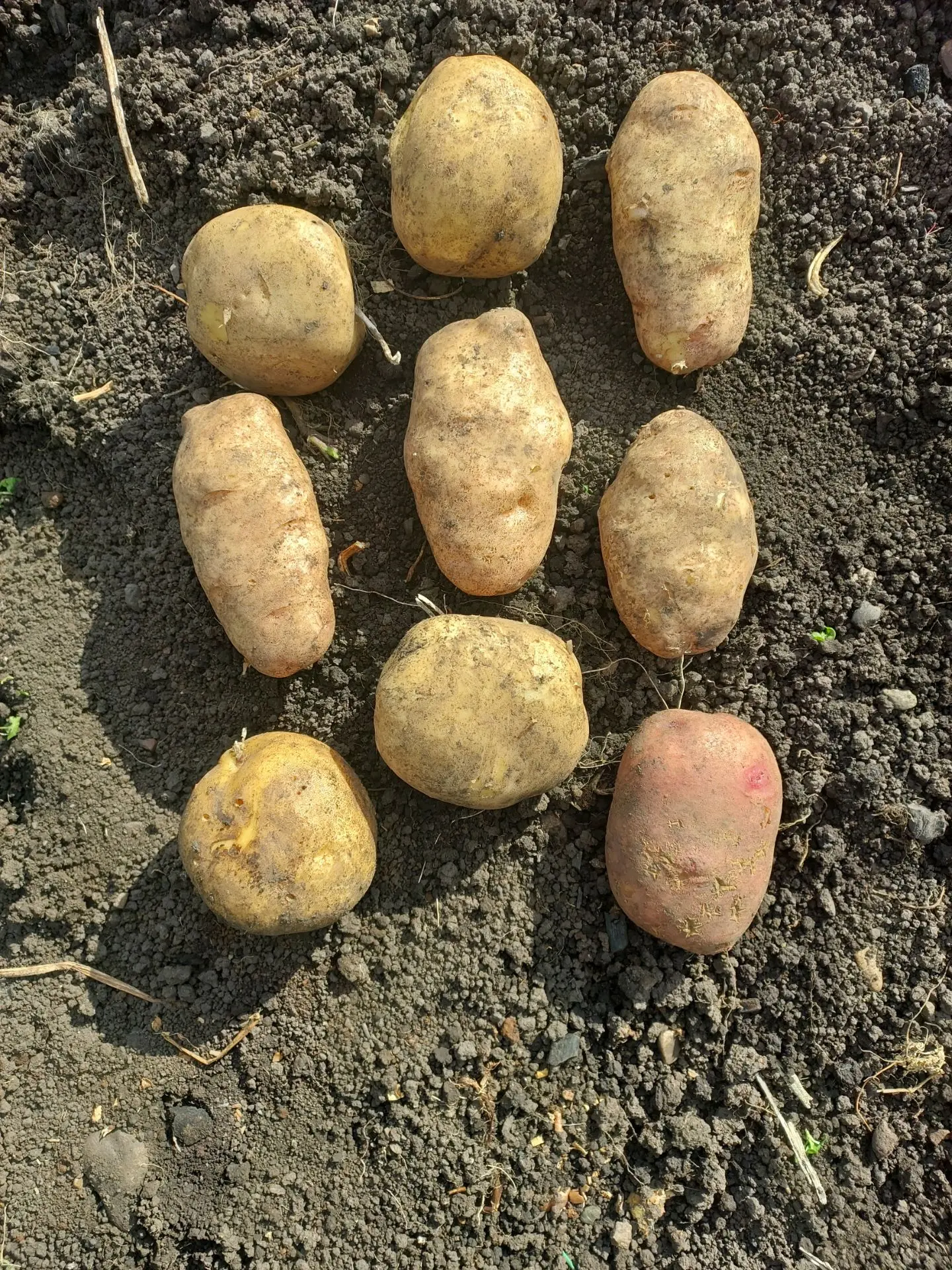 🥔А у нас вот такой картофан вырос! Урожай порадовал