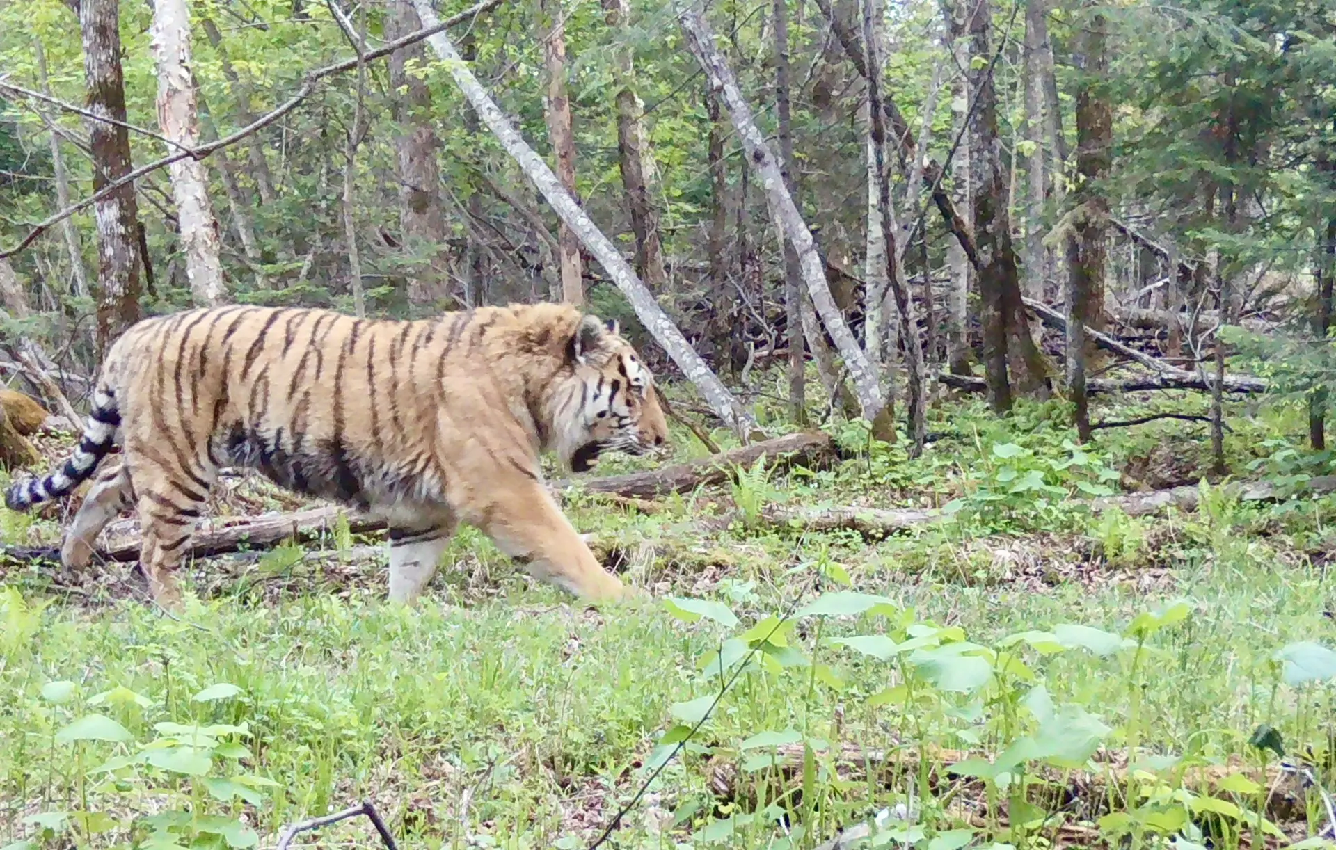Ну всё, время для послеобеденного сна 🐯
