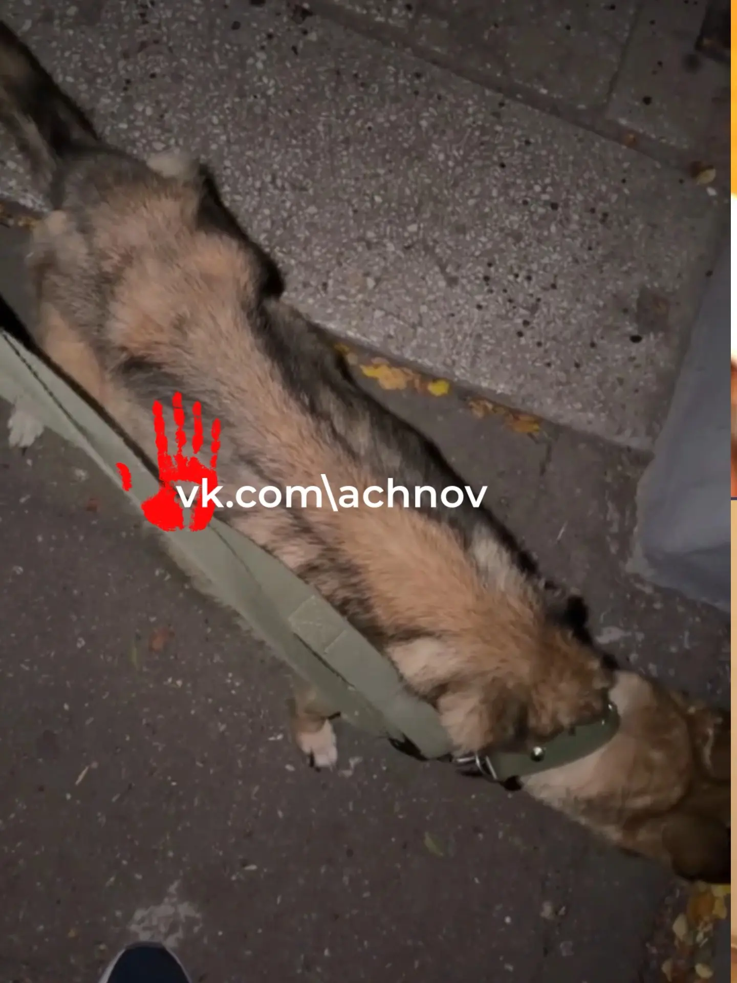 🚨🐕 «Я ХОЧУ ВЕРНУТЬ СВОЮ СОБАКУ!» - в Магнитогорске хозяйка требует отдать Альму, кото...