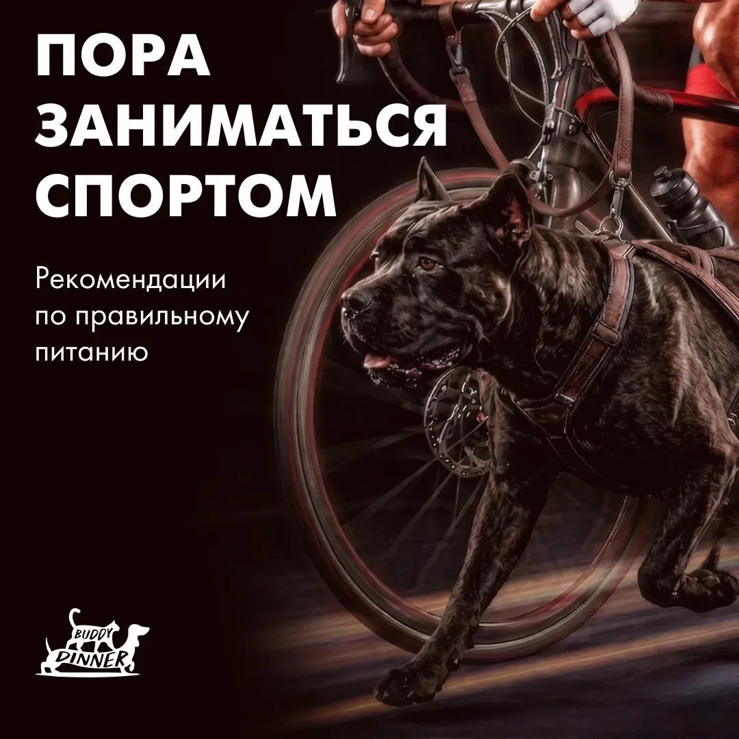 Пора заниматься спортом! 🐾

Спорт с собакой это не только отличная физическая нагрузка для обоих, н