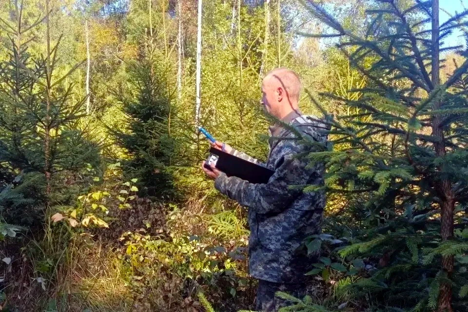 В Ярославской области оценят качество лесных культур на площади более 9 тысяч гектаров