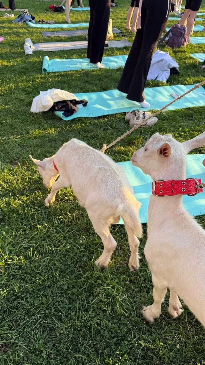 йога с козочками от «Бибиколь»! 🐐

• С 8 июля по 19 августа, каждую среду, в Парке Горького проходя