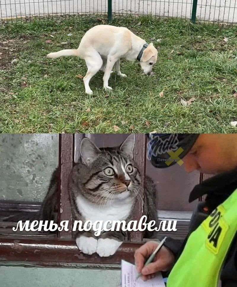 🐕 Петербуржцы получили почти миллион рублей штрафов за нарушения правил содержания собак