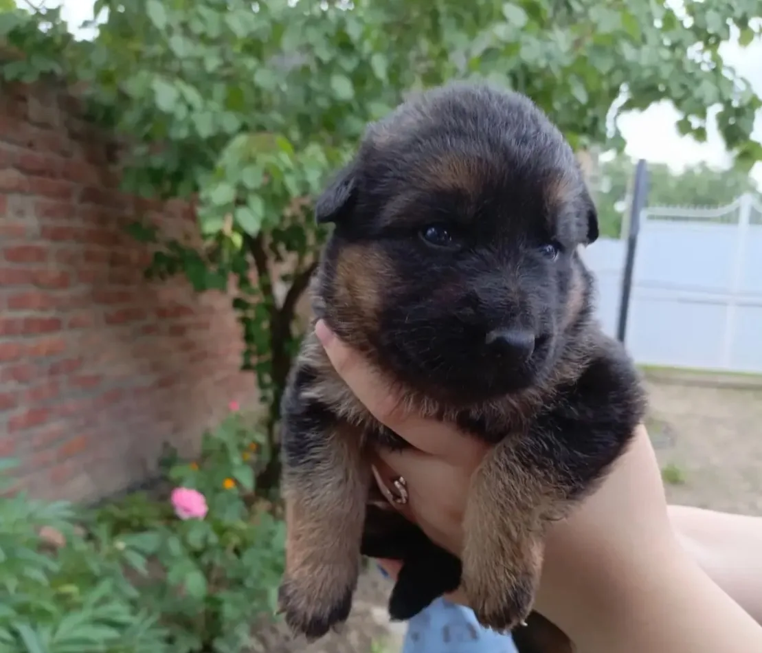 ‼️ Срочно, Продам чистокровного щенка немецкой овчарки. 1,5 месяца. Мальчик.