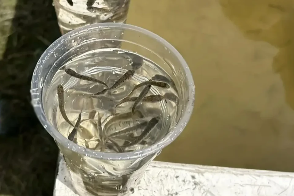 В Братское водохранилище 1,1 млн мальков хариуса 

В селе Сосновка Усольского района в Братское водо
