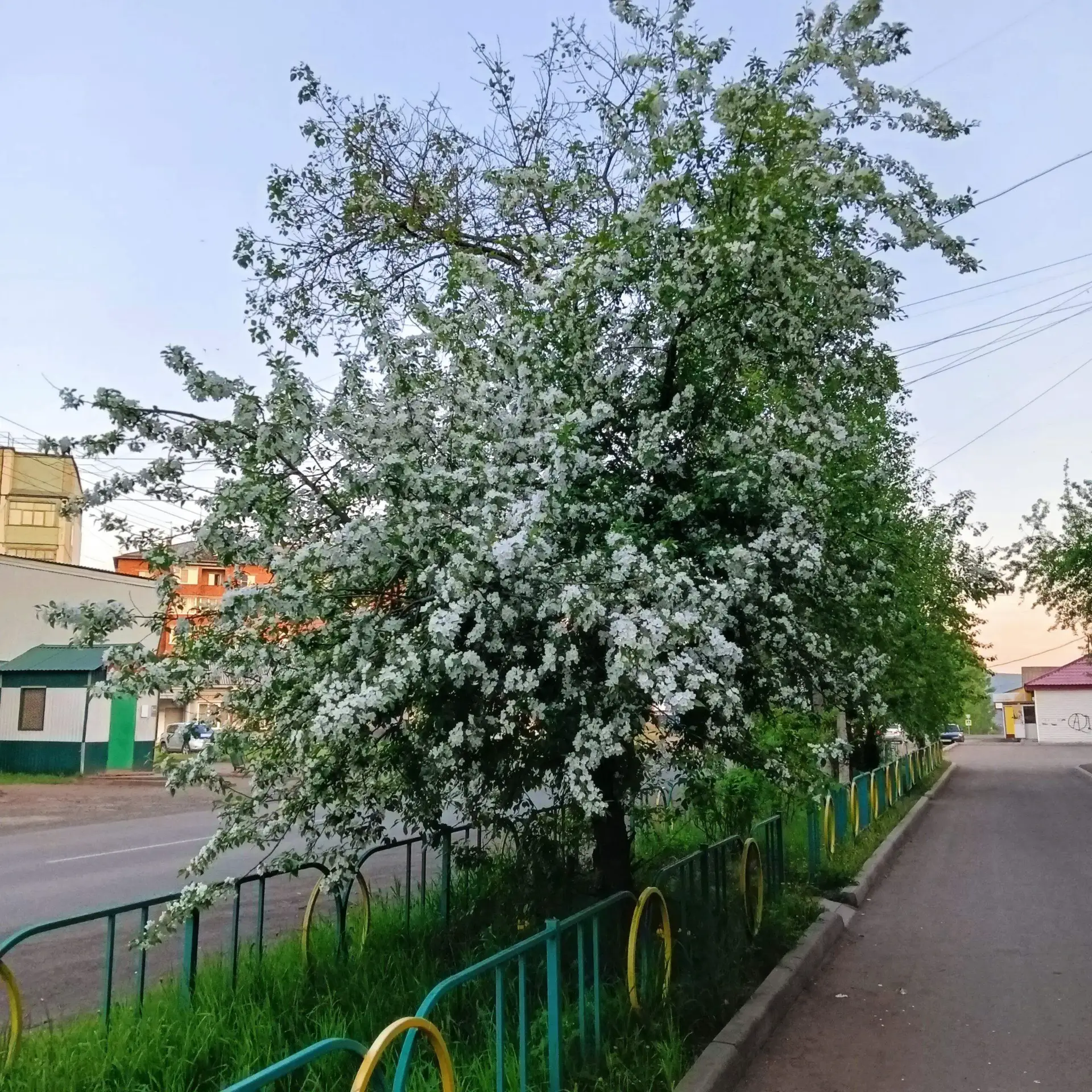 Цветет родная Вихоревка 🌸