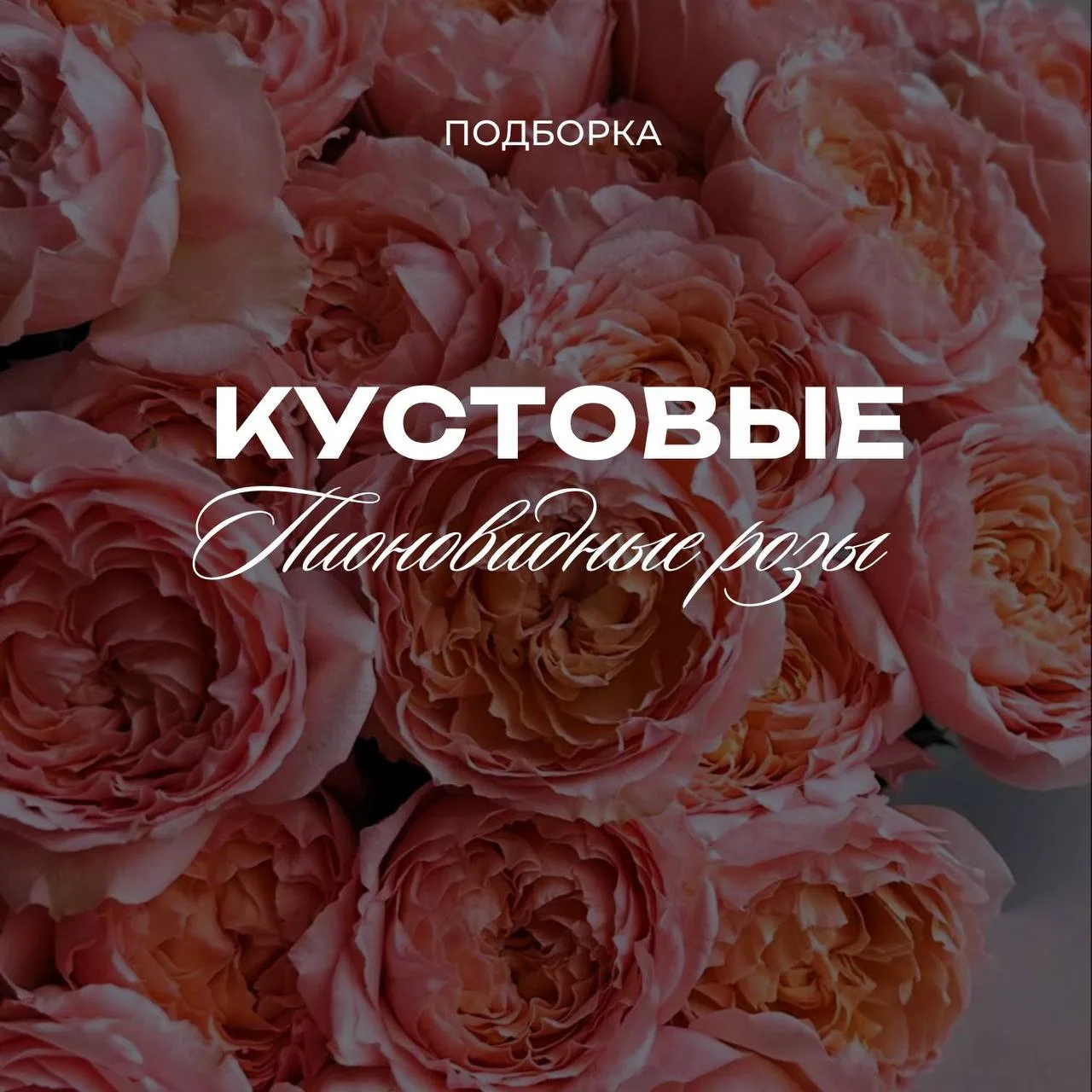 ✨КУСТОВЫЕ ПИОНОВИДНЫЕ РОЗЫ✨

🚨Внимание, цветочный состав пополнен: Джульетта в городе.

Кустовая пи