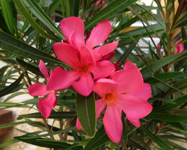 Олеандр Nerium oleander PAPA GAMBETTA