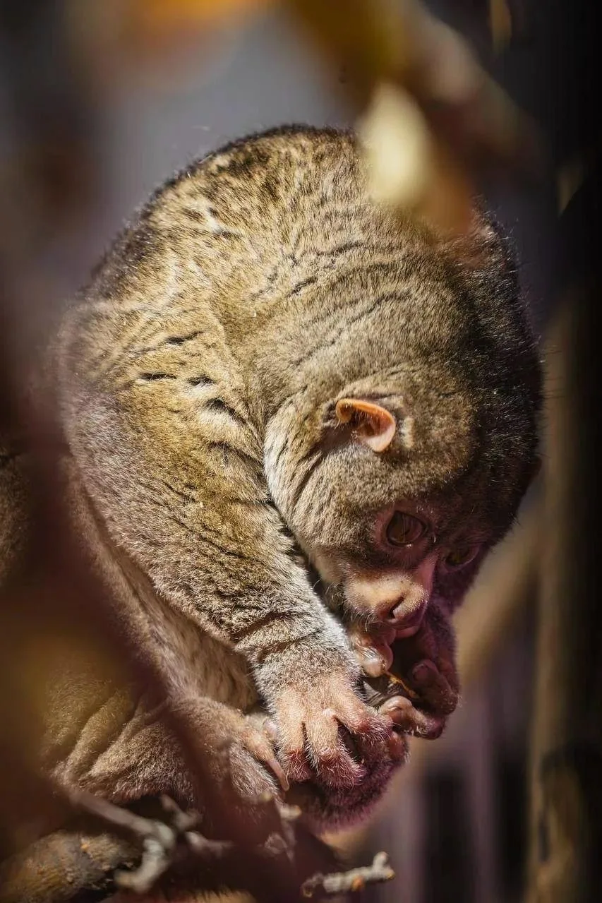 Потто по кличке Иван из красноярского зоопарка не спешит никуда 🐒