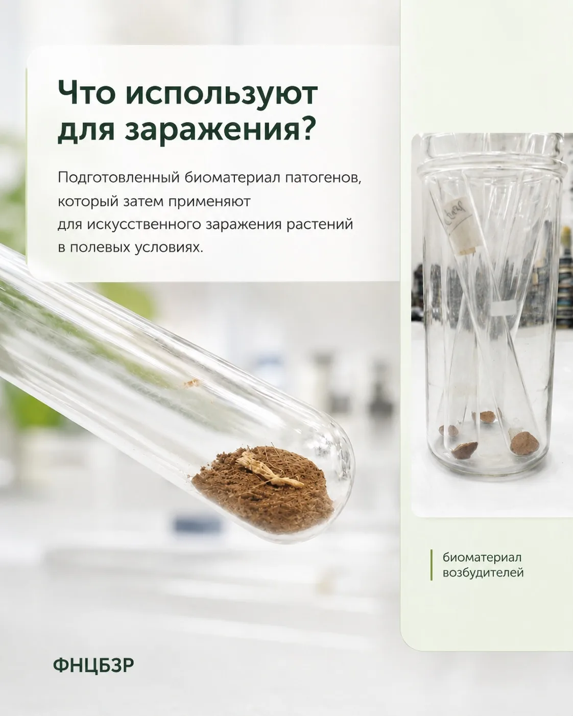 Зачем учёные специально заражают болезнями растения?🌱
