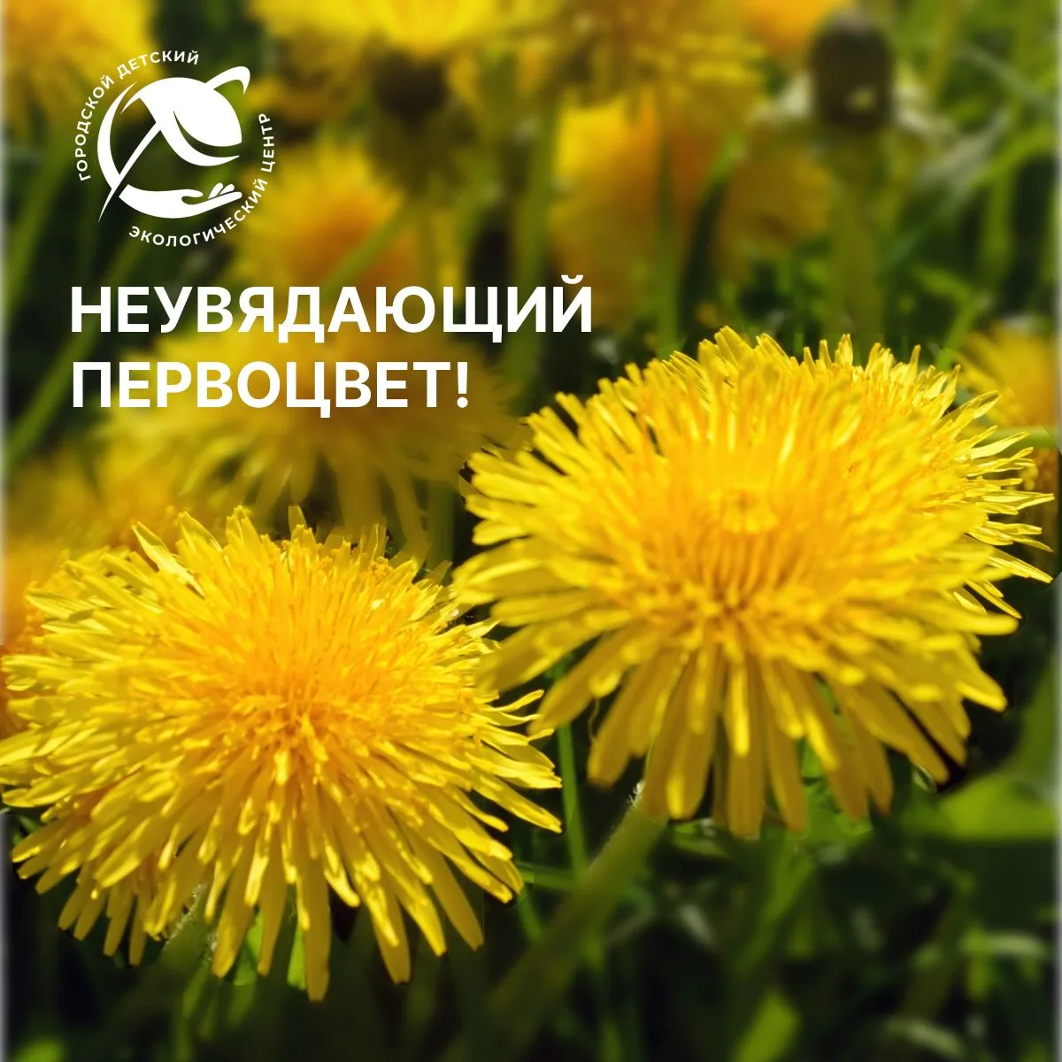 ⭐ Ребята из ДТО Растем вместе приняли участие в конкурсе «Неувядающий первоцвет» от Вис...