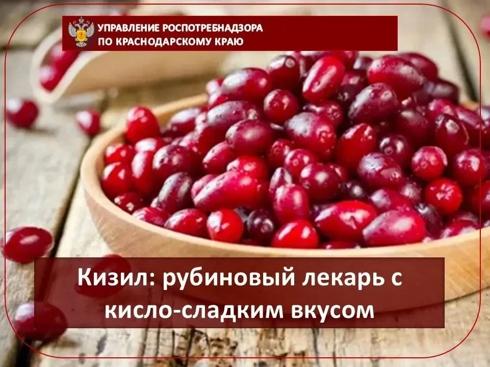 ▫️Кизил - одна из самых полезных ягод, растущих в России. Эти небольшие продолговатые п...
