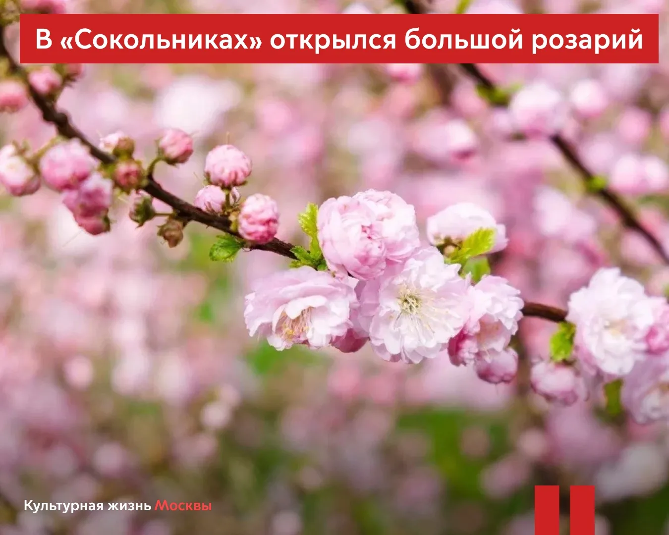 В Сокольниках открылся большой розарий  На территории 3,27 га — исторические фонтаны с бронзовыми ск
