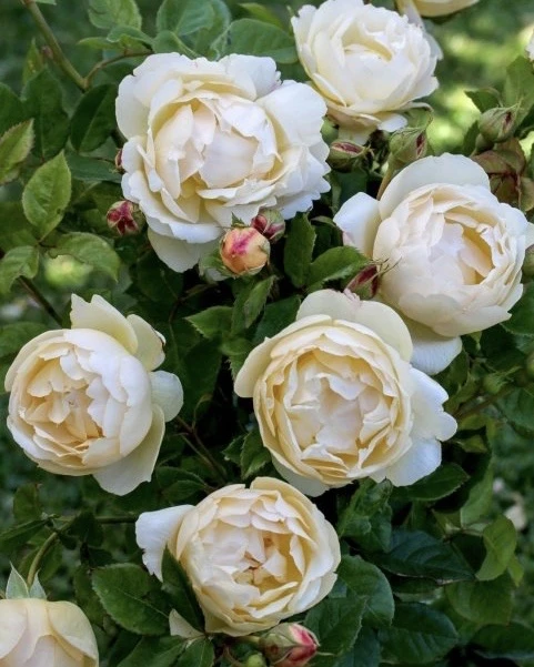 🌹 Роза Воллертон Олд Холл — сорт, который невозможно забыть  Wollerton Old Hall — английская роза се