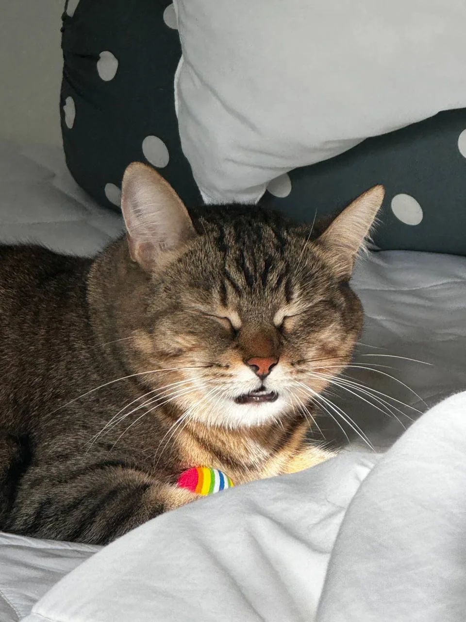 Ещё одна причина прийти на стрим: приглашенный гость 🐱
