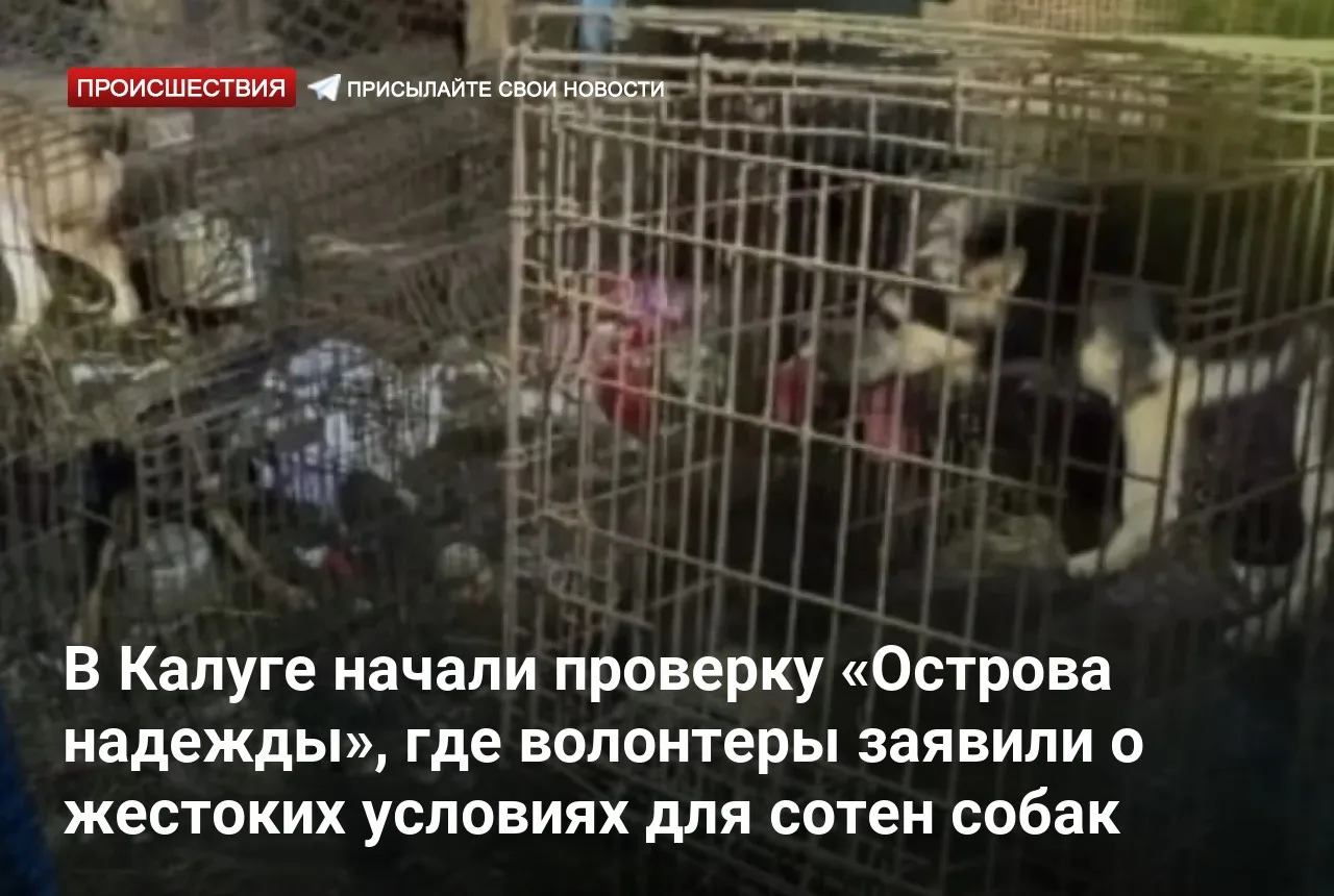 В Калуге начали проверку «Острова надежды», где волонтеры заявили о жестоких условиях д...