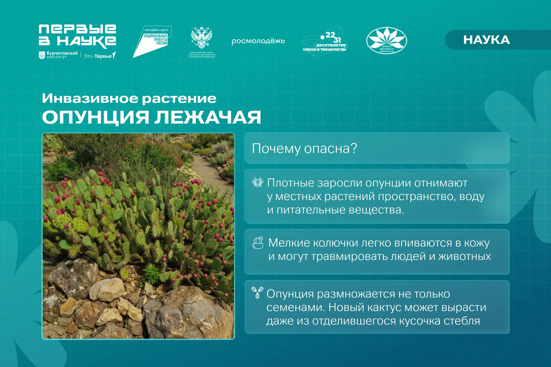 🫣 Опунция активно завоёвывает новые территории!
