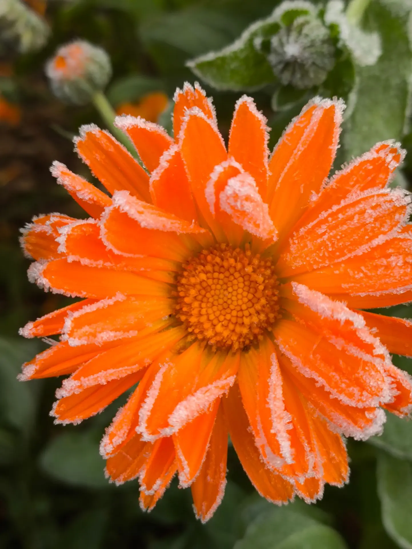 Морозец ударил — а на участке сказка! ❄️🌿