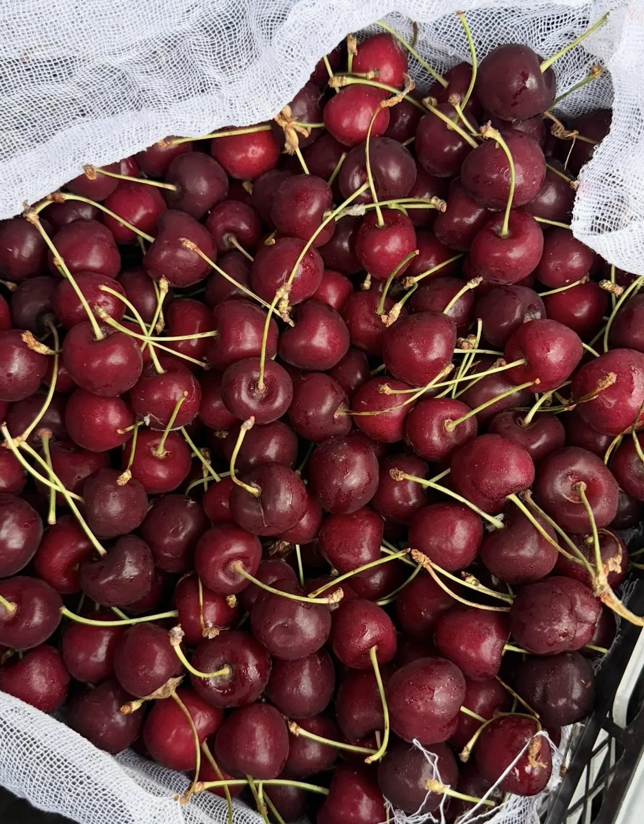 🍒 Черешня сорт «Валовый» уже во всех магазинах «Первый Ягодный»!