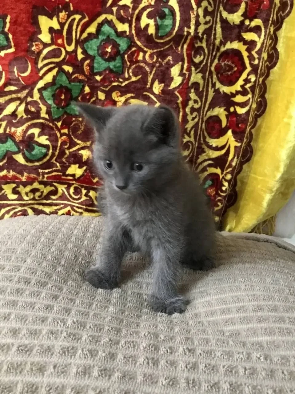 📢АЗОВ‼️РАЙОН‼️
🐈 В ДОБРЫЕ РУКИ🙌

Отдам котенка, в добрые руки. Мальчик,  очень ласковый кроха. 

