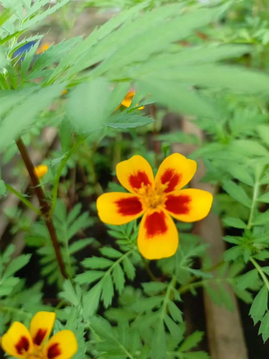 🌱🌷💚 Наши саженцы уже набрались сил и готовы к переезду! Им тесновато в своих горшочк...