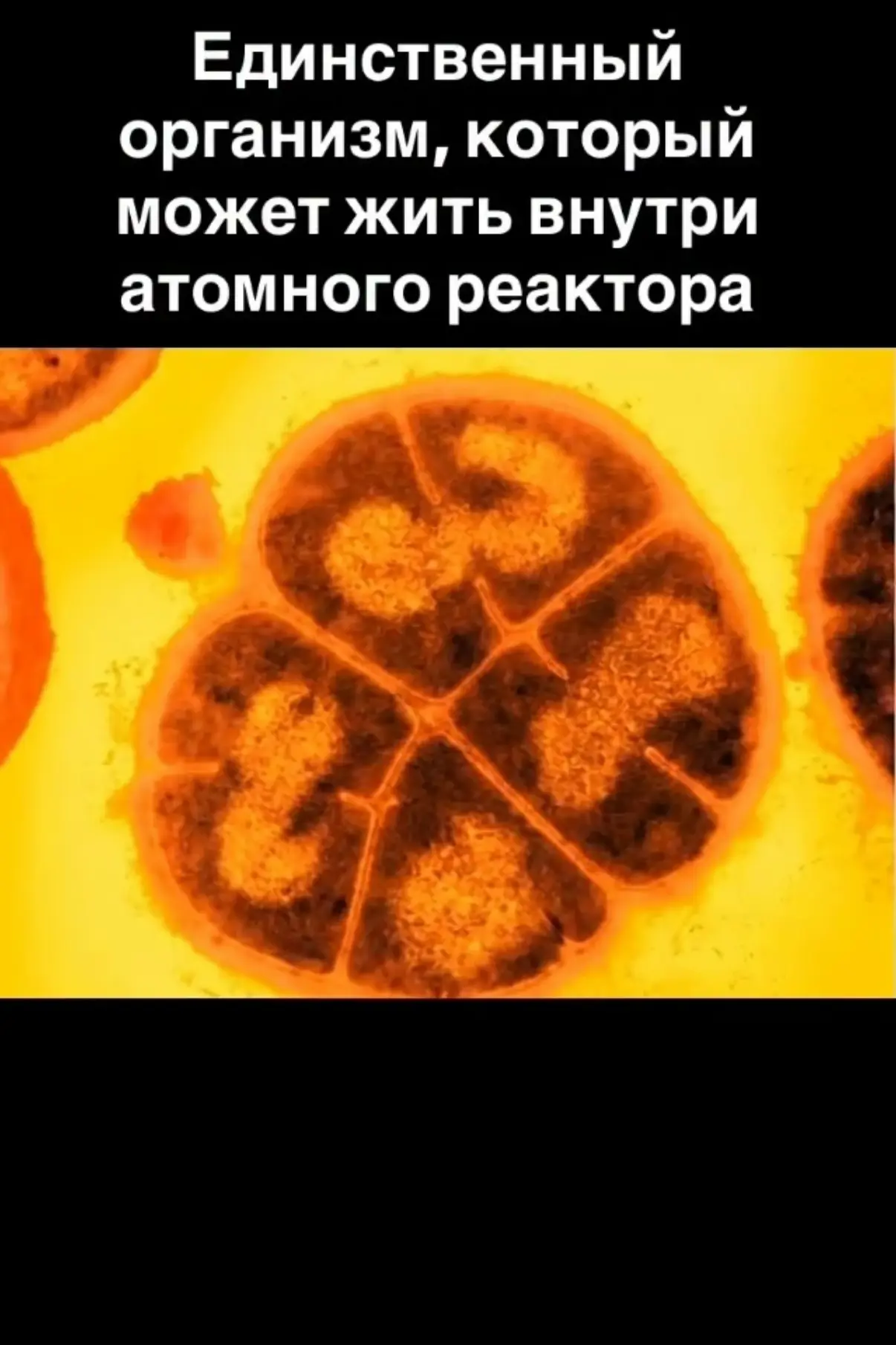 Deinococcus radiodurans — абсолютный чемпион выживания среди всех известных организмов. Её называют 