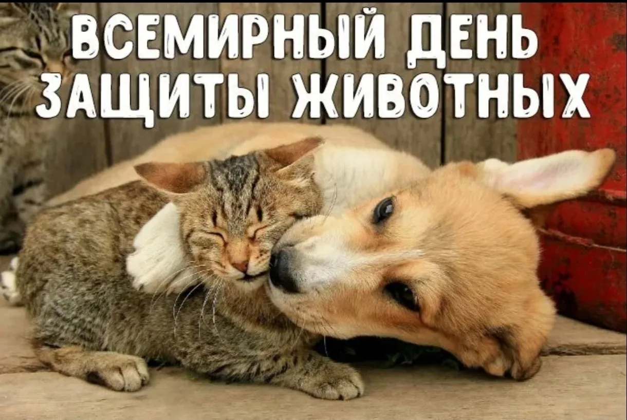 🐾 4 октября — Всемирный день защиты животных! 🐾