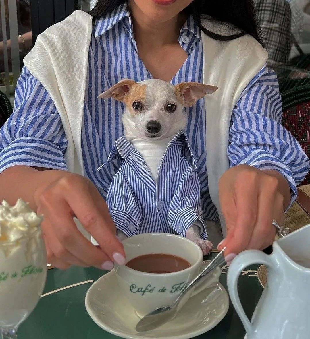 🐶✨ ОТКРЫТ НАБОР НА КУРС ПО ПОШИВУ ОДЕЖДЫ ДЛЯ СОБАК ✨🐶