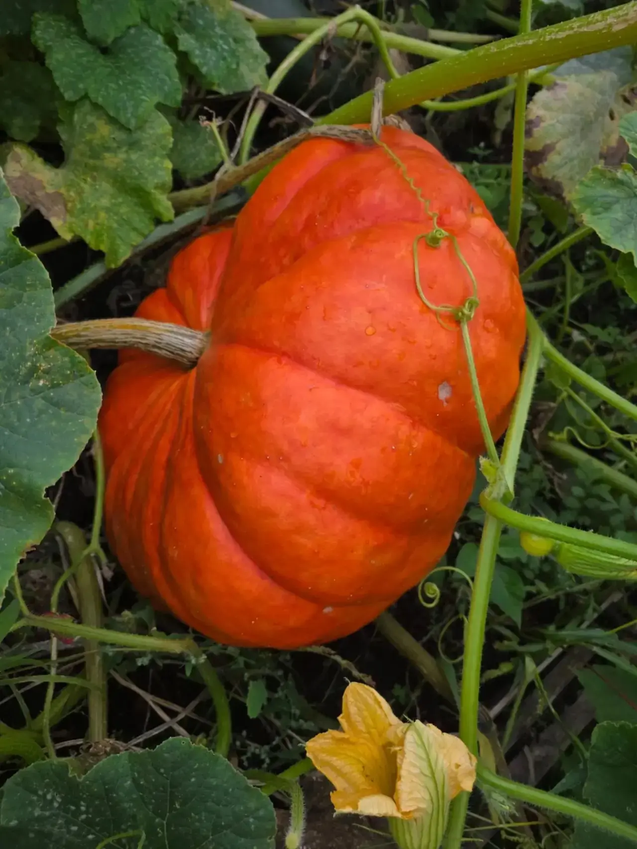 Огородный вестник на связи! 🎃