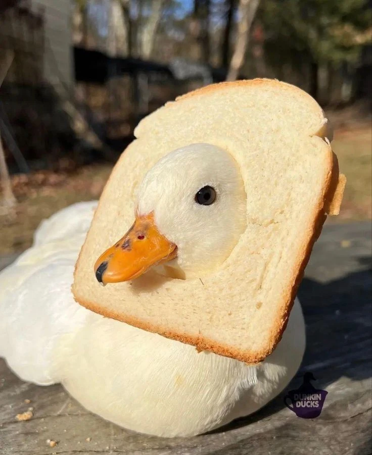 Аватарки — утки 🦆