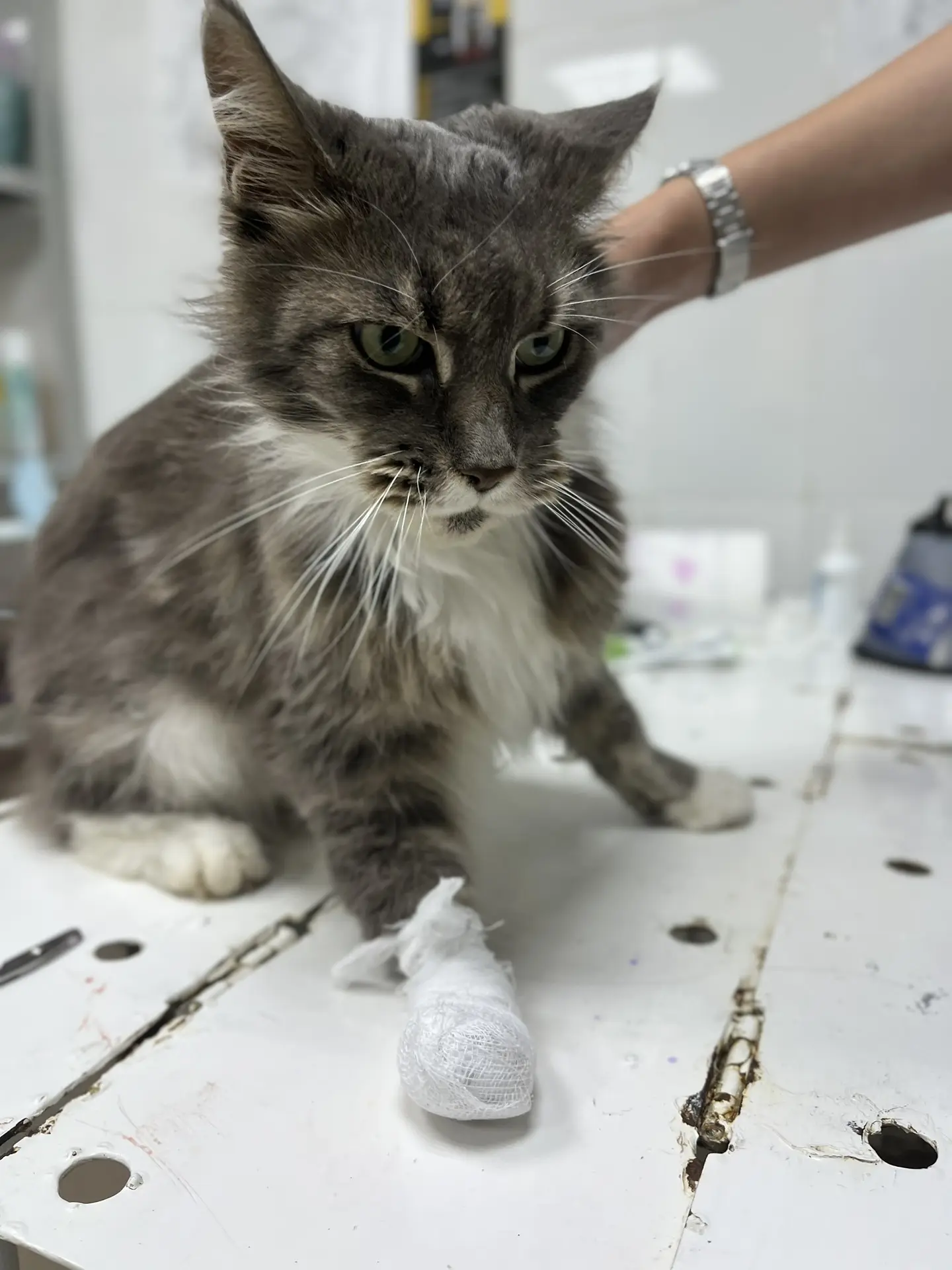 Красавица кошечка породы мейн Кун была у нас с проблемой вросшего когтя 😔 удалили кого...