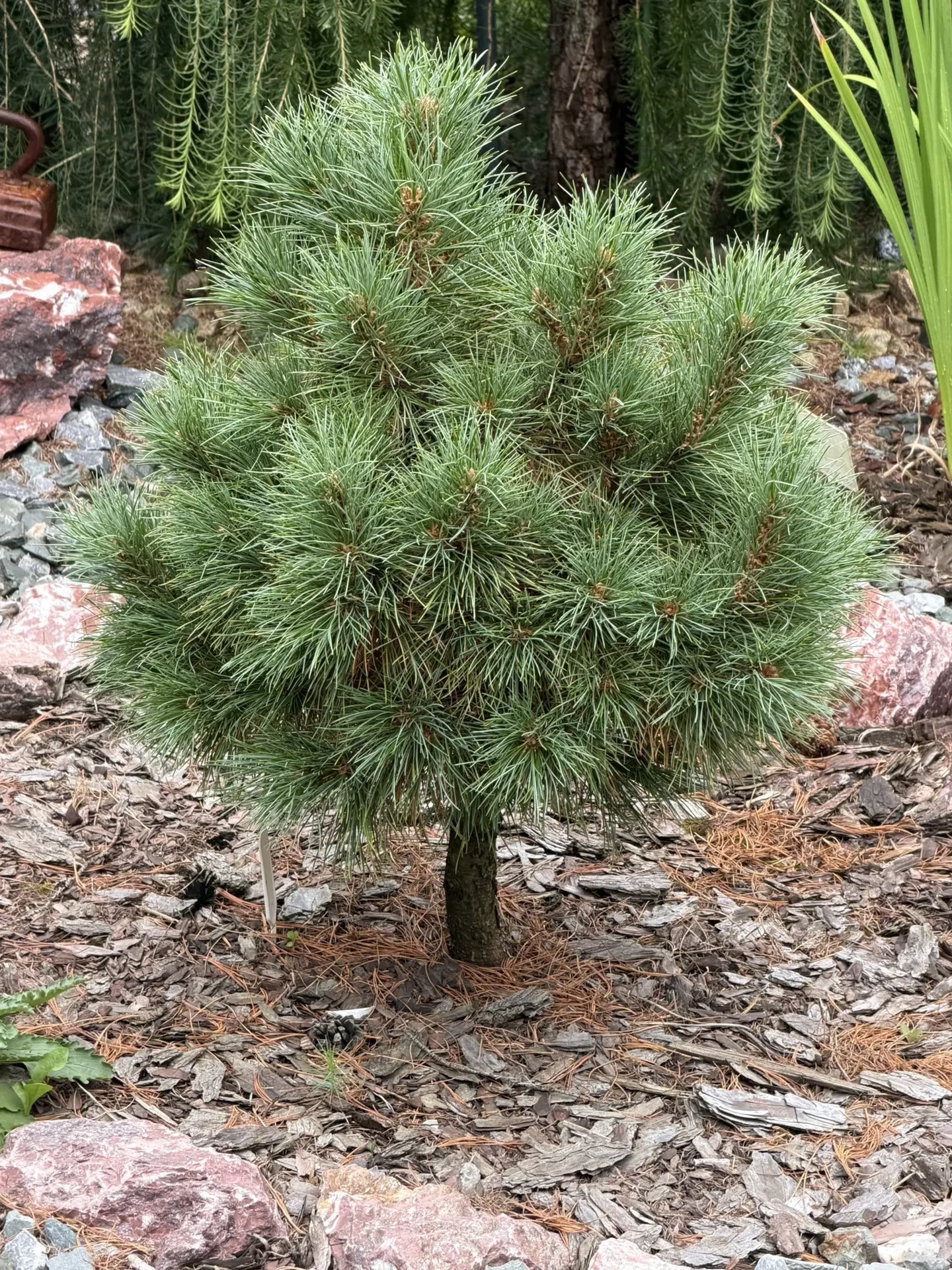 Pinus cembra 'Ortler'