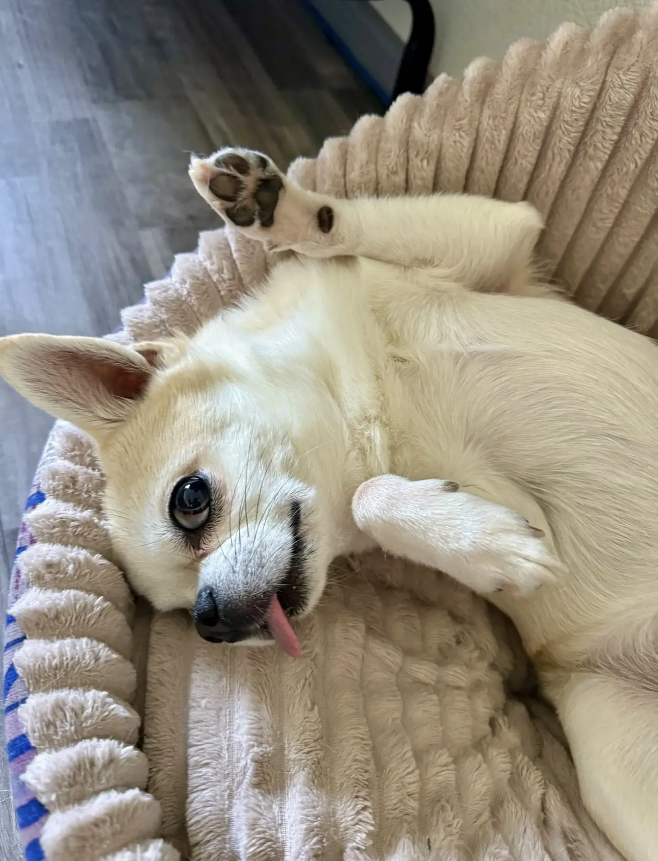 🐾☀️😁
Вы спросите меня, тяжело ли мне вставать по утрам?
Я не отвечу, потому что буду спать…