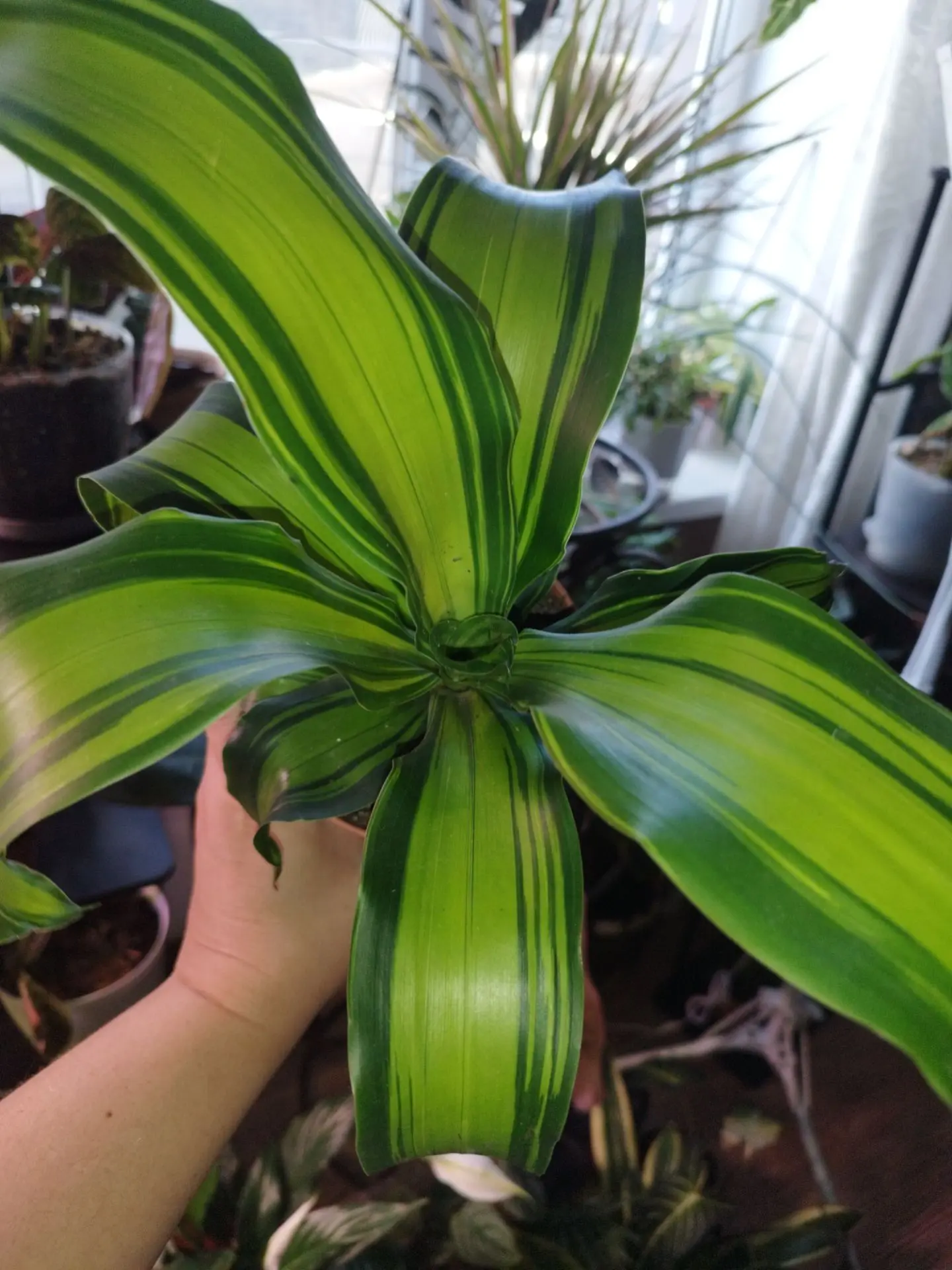 900🌿