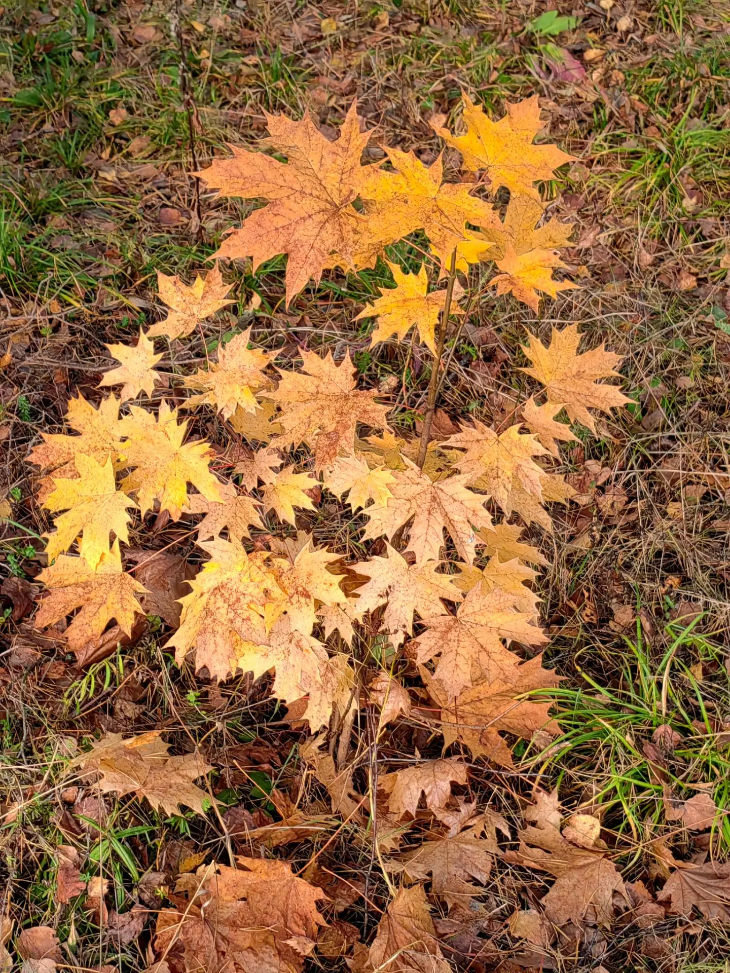 🍁Кленовый лист, резной и яркий,