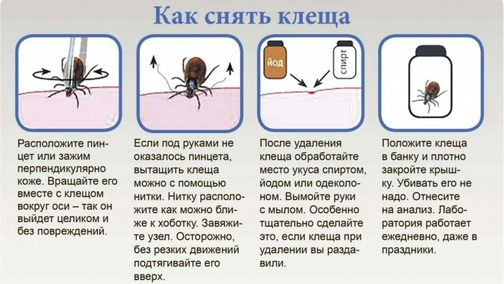 Укус клеща - не паниковать! , а действовать последовательно . Идеальный вариант -сразу ...
