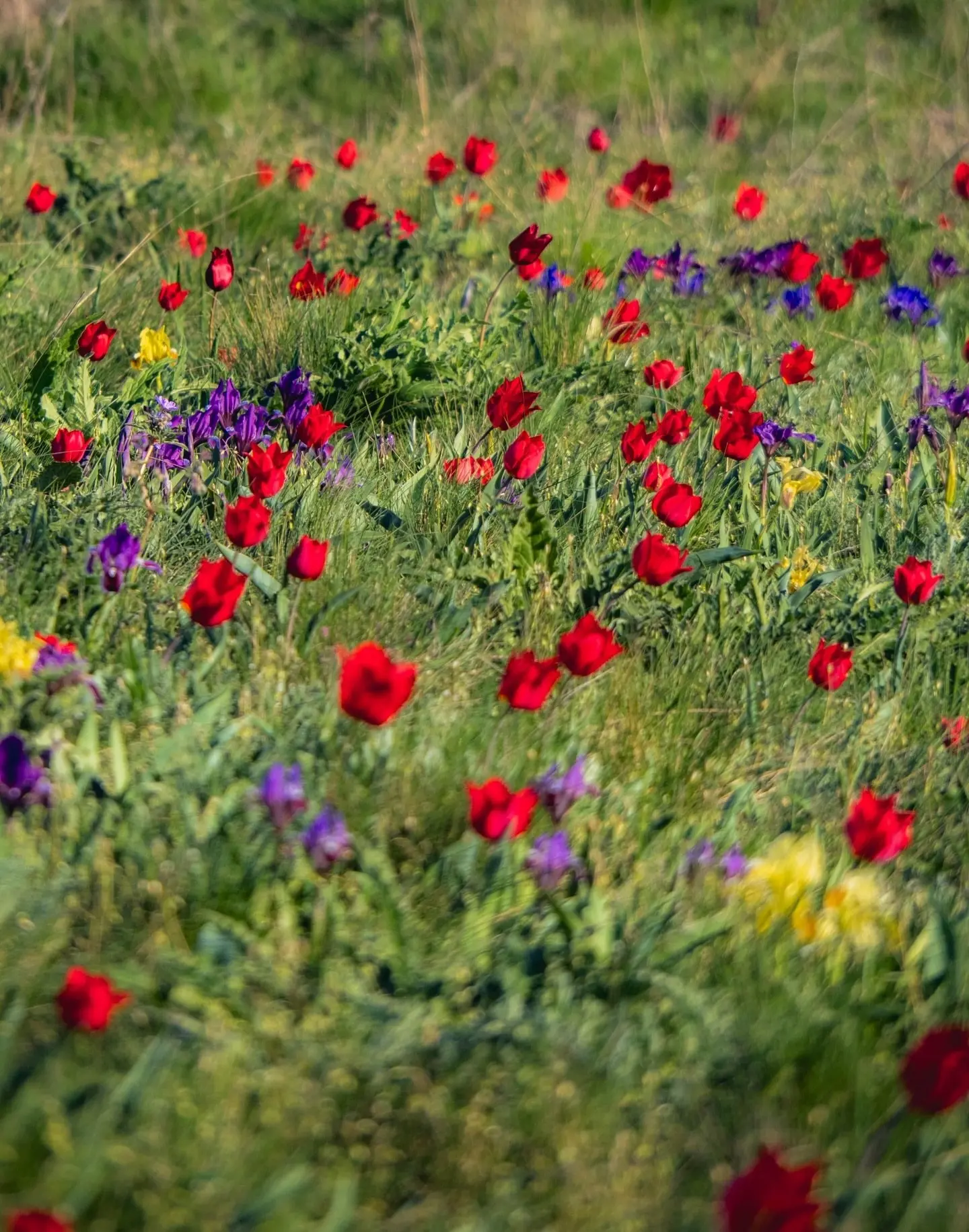 🌷Настало то мимолётное мгновение, когда в довольно суровой для всего живого Донской степи начинается
