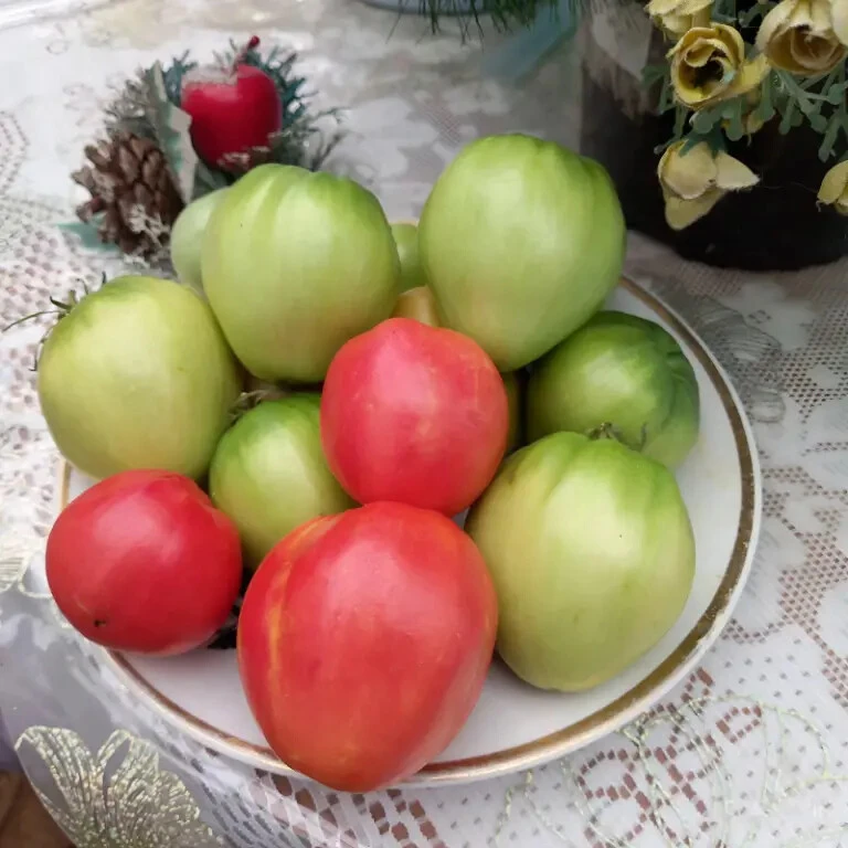 Муравьи поселиcь прямо под кустом! Успела спасти помидоры, но, к сожалению, куст умер...