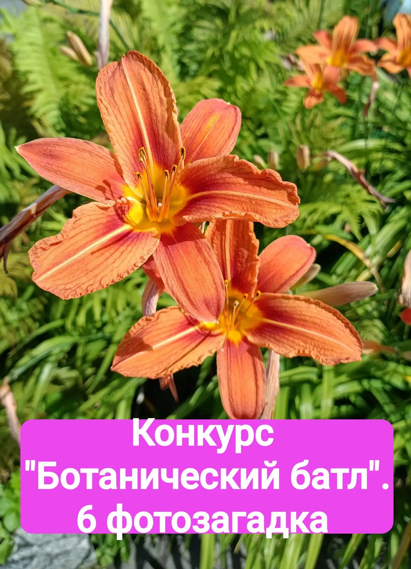 Друзья, мы продолжаем наш конкурс "Ботанический батл"!
 
И вот наша шестая фотозагадка🌼

Ждём ваших